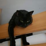 Picture of cat lost at Epinay Sur Seine