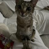 Picture of cat lost at Venissieux