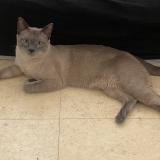 Picture of cat lost at Lyon