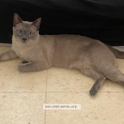 Photo 1/1 Gucci Chat lost in Lyon