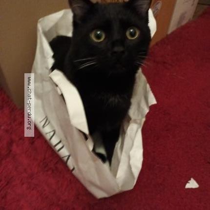 Photo 1/1 Tippy Chat lost in St maurice fessard