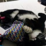 Picture of cat lost at Louisville