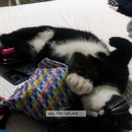 Photo 1/1 Johnny Chat lost in Louisville