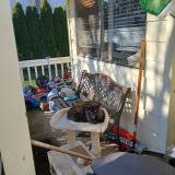 Picture of cat found at Vancouver