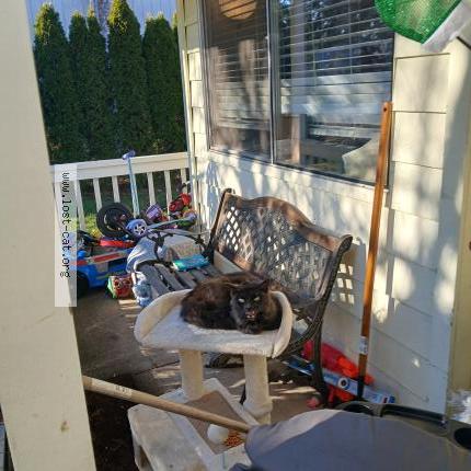 Photo 1/1 Found cat Found in Vancouver