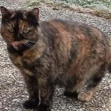 Picture of cat lost at Saint Victor Malescours