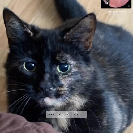 Photo 1/1 Venus Chat lost in Leamington