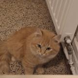 Picture of cat lost at Aix En Provence