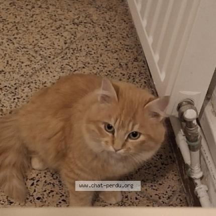 Photo 1/1 Chouchou Chat lost in Aix en provence