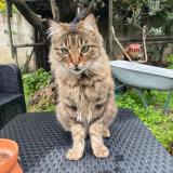 Picture of cat lost at Chateaurenard