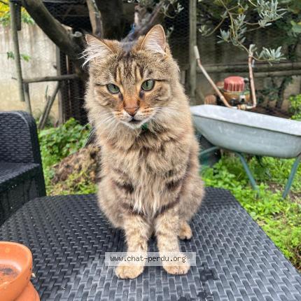 Photo 1/1 Sylvie RODRIGUEZ Chat lost in Chateaurenard