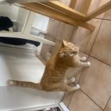 Picture of cat lost at Montreuil