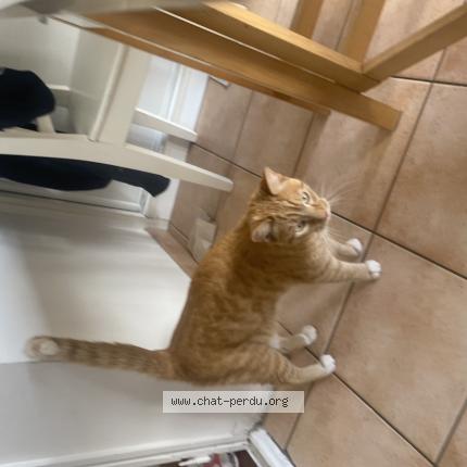 Photo 1/1 Cat reunited Lost in Montreuil