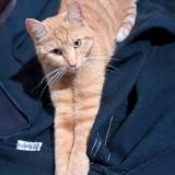 Picture of cat lost at Saint Selve