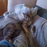 Picture of cat lost at Meylan