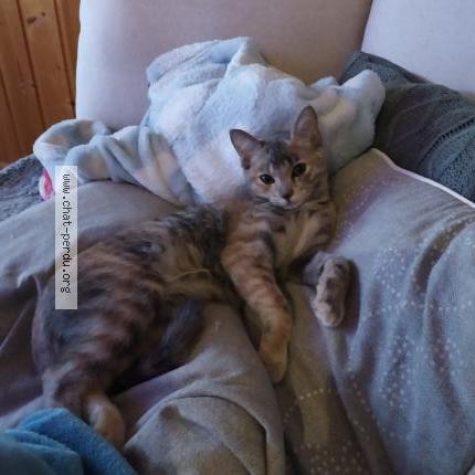 Photo 1/1 Dovah Chat lost in Meylan