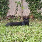 Picture of cat lost at Cenon