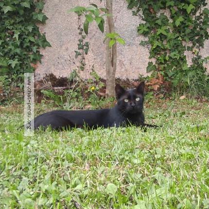 Photo 1/1 Pitou Chat lost in Cenon