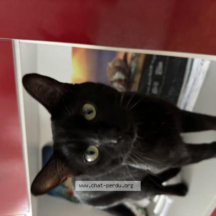 Photo 1/1 Sonic Chat lost in Le quesnoy