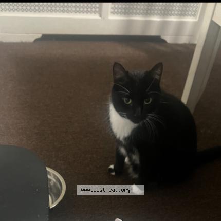 Photo 1/1 Reunited cat Lost in Wayne