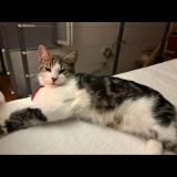 Picture of cat lost at Saint Zacharie