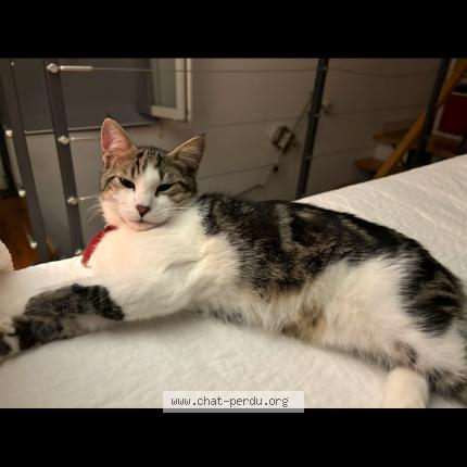 Photo 1/1 Djef Chat lost in Saint zacharie