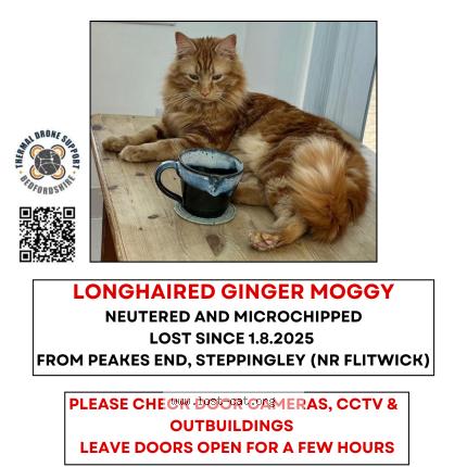 Photo 1/1 Pincey Chat lost in Steppingley bedfordshire