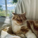 Picture of cat lost at Frontignan