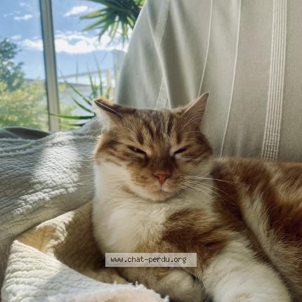 Photo 1/1 Rookie Chat lost in Frontignan