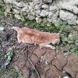 Picture of cat found at Cognac
