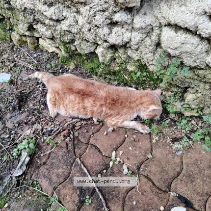 Photo 1/1 Found cat Found in Cognac