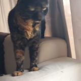 Picture of cat found at Toulouse