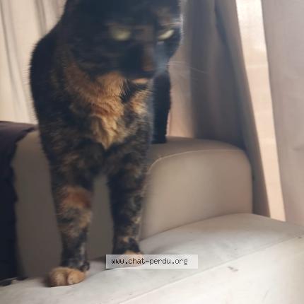 Photo 1/1 Found cat Found in Toulouse