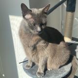 Picture of cat lost at Saint Germain Sur Morin