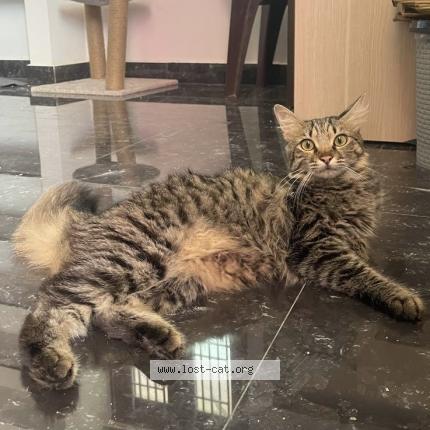 Photo 1/1 Oreo Chat lost in Theni