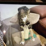 Picture of cat lost at Gap