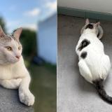 Picture of cat lost at Romainville