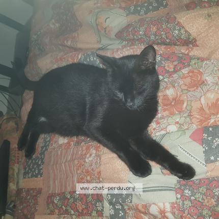 Photo 1/1 Tazzer Chat lost in Ambares