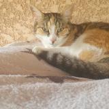 Picture of cat lost at Les Angles