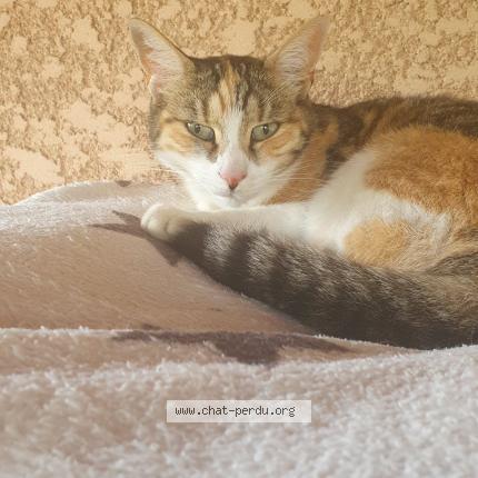 Photo 1/1 pop-corn Chat lost in Les angles