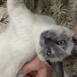 Picture of cat found at Montreuil