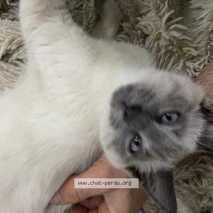 Photo 1/1 Found cat Found in Montreuil