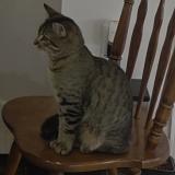 Picture of cat lost at Converse