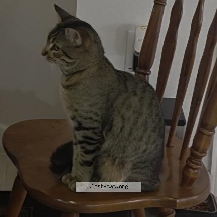 Photo 1/2 Rick Chat lost in Converse