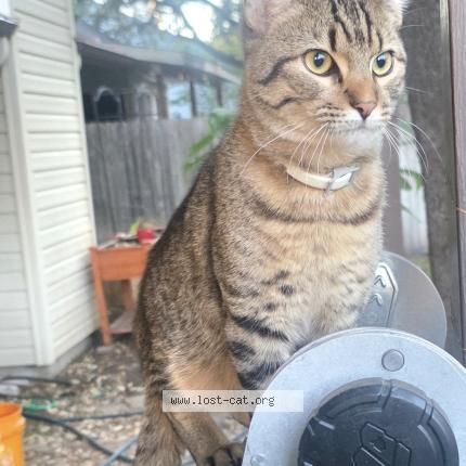 Photo 2/2 Rick Chat lost in Converse