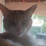 Picture of cat lost at Les Angles