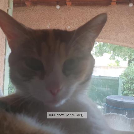 Photo 1/1 Nala Chat lost in Les angles