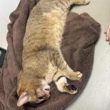 Picture of cat found at Feytia