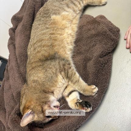 Photo 1/1 Found cat Found in Feytia