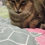 Picture of cat lost at Collegien